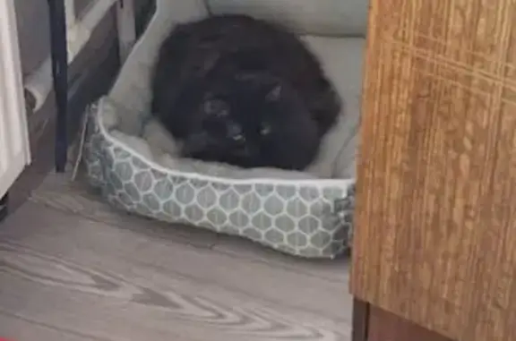 Кошки потеряшки, Казань, фото: Потеряшка кошка, ул. Маршала Чуйкова 29А