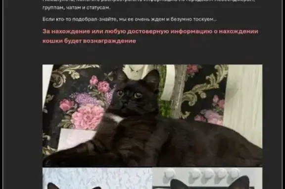 Кошки потеряшки, Муравленко, фото: Потеряшка кошка, Пионерская 61, Муравленко