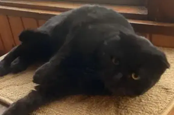 Найдена кошка в с. Троицкое, Калужская обл.