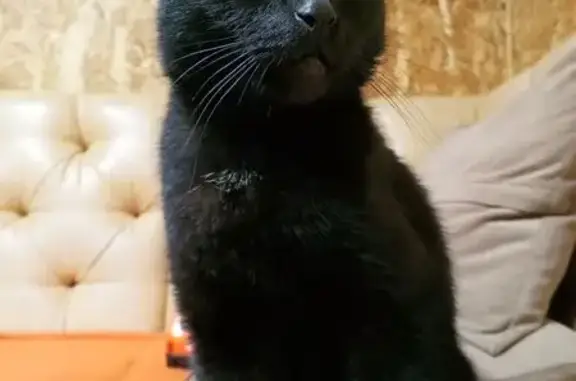 Кошки потеряшки, Зеленый Бор, фото: Потеряшка кот Тёма, Зелёный Бор, Балтымский