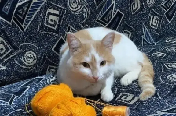 Пропала кошка Персик, Уфа, Сумская