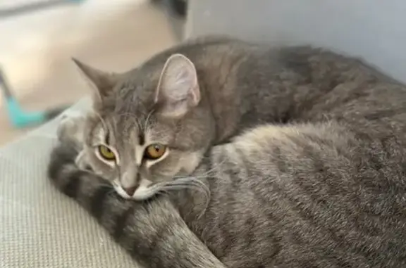 Потерянные животные Рязань, фото: Пропала кошка, Рязань, Михайловское ш., 80 к2