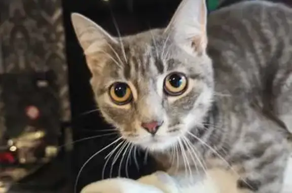 Кошка спасена: ул. Академика Королёва