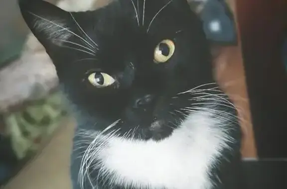 Пропала кошка, ул. Мира 29, Бологое