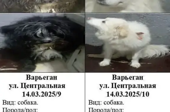 Собака найдена: Центральная ул., Варьёган