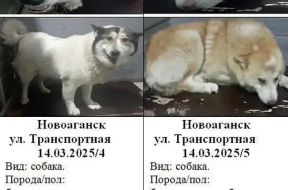 Собака найдена: Транспортная ул., Новоаганск
