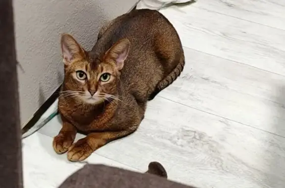 Кошки потеряшки, Нижний Новгород, фото: Потеряшка кошка, Добровольческая 4, НН