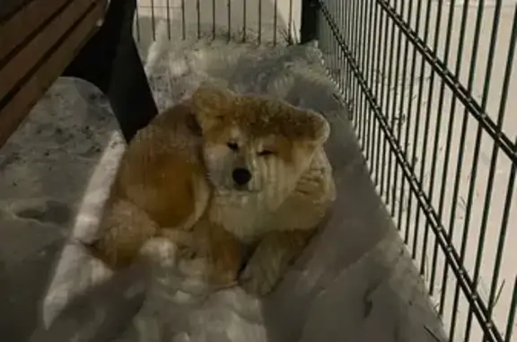 Найдена собака, Нагатинская наб., Москва