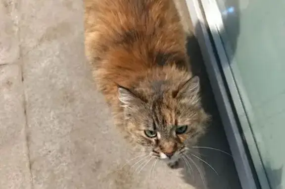 Найдена кошка, Уфа, фото: Найдена кошка, Уфа, ул. Менделеева, 177