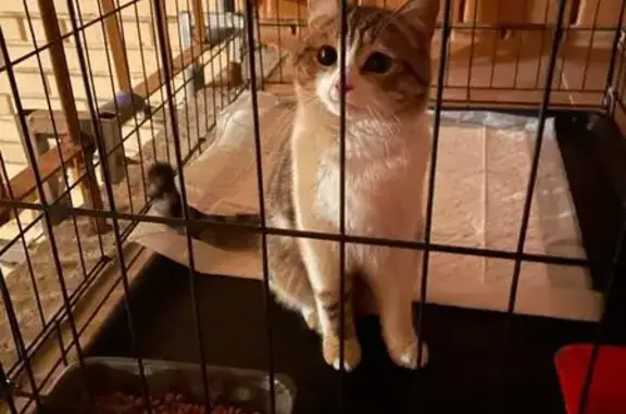 Кошка найдена: Промышленная 10, Чебоксары