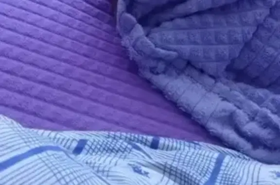 Кошки потеряшки, Назарово, фото: Потеряшка сиамская кошка, ул. 30 лет ВЛКСМ, 80