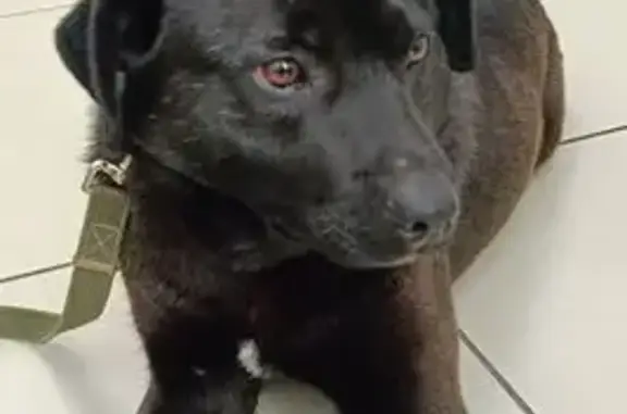 Найдена собака, Московская область, фото: Найдена собака, Молодёжный, МО