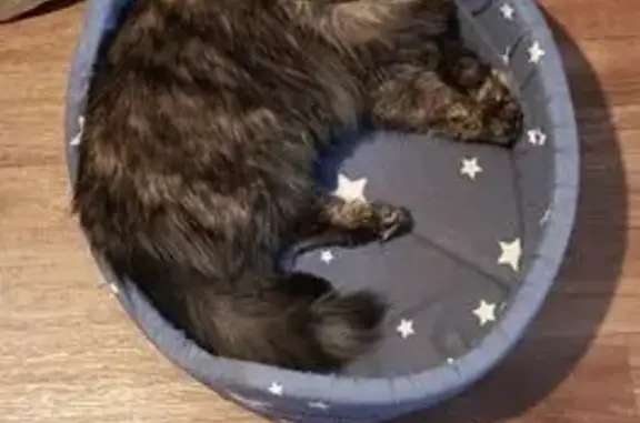 Кошки потеряшки, Тольятти, фото: Потеряшка черепаховая кошка, Чкалова 53