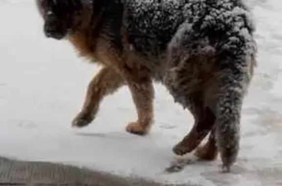 Брошен пёс: Новинское шоссе, 2, Монино