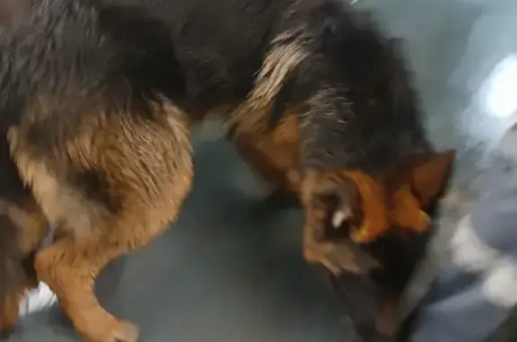 Собаки потеряшки, Нижний Новгород, фото: Потеряшка собака, Шлиссельбургская, Н.Новгород