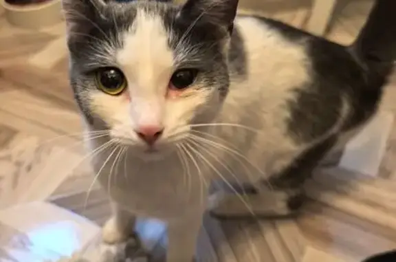 Найдена кошка, Ковров, фото: Кошка найдена: ул. Фурманова, 27, Ковров