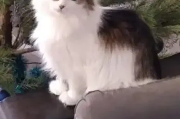 Потерянные животные Курск, фото: Пропала кошка Пуся, ул. Гагарина, 20