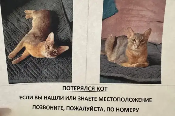 Кошки потеряшки, Иркутск, фото: Потеряшка кошка, ул. Марата 6, Иркутск