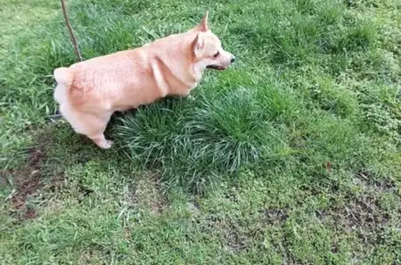 Собаки потеряшки, Ставрополь, фото: Потеряшка собака на Советской, 1, Ставрополь