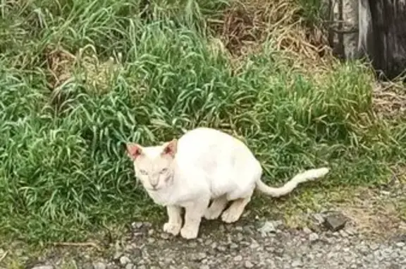 Кошка найдена: Ялта, ул. Ореховая 15