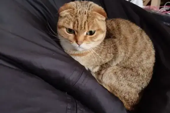 Кошка найдена в Мирном, Челябинская обл.