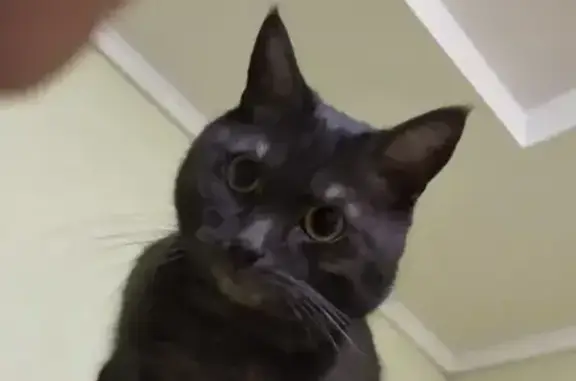 Кошки потеряшки, Ухта, фото: Потеряшка кошка, ул. Сенюкова, 47, Ухта