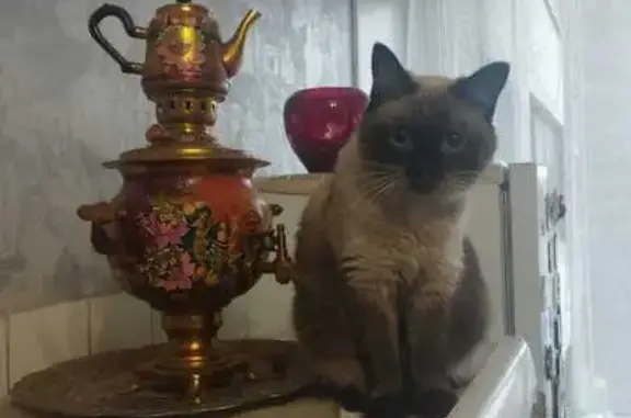 Кошки потеряшки, Кемерово, фото: Потеряшка кошка Соня, Красная ул. 4, Кемерово