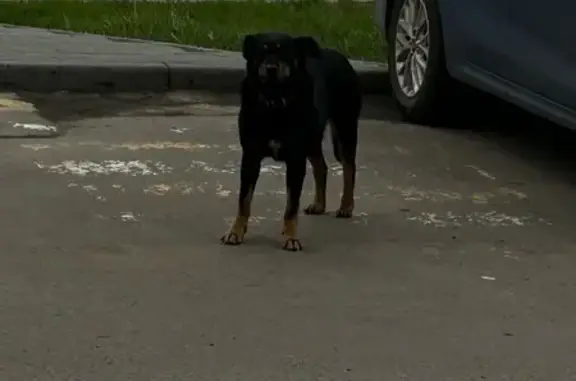 Собака найдена: Ладожская ул, 129А, Пенза