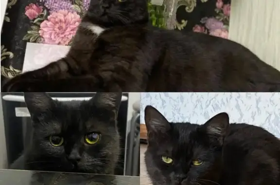 Кошки потеряшки, Муравленко, фото: Потеряшка черная кошка, Пионерская 61