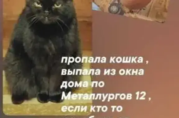 Пропала кошка, ул. Металлургов 12, Заринск