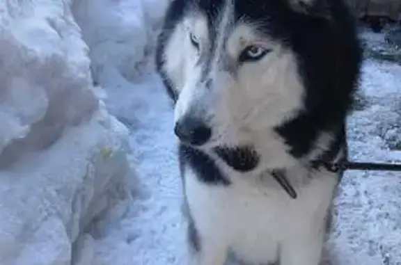 Найдена собака, Кильдинстрой, фото: Собака найдена: Полярная ул, 14, Кильдинстрой