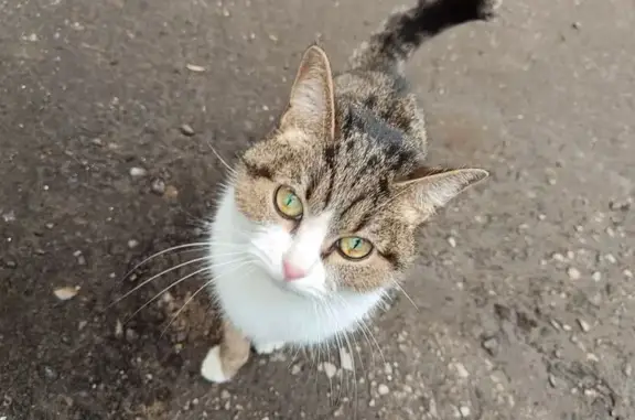 Найдена кошка, Тула, фото: Полосатая кошка найдена, Пушкина 7, Тула