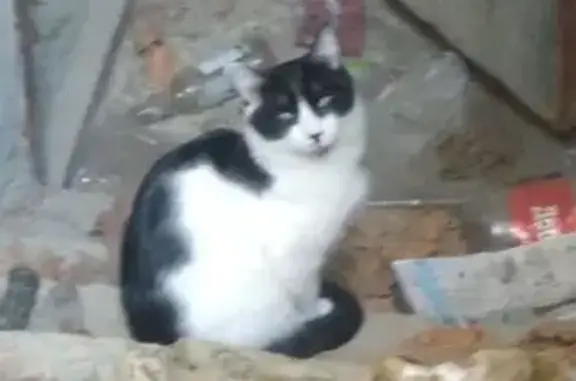 Кошка найдена, Родосская 1, Ставрополь