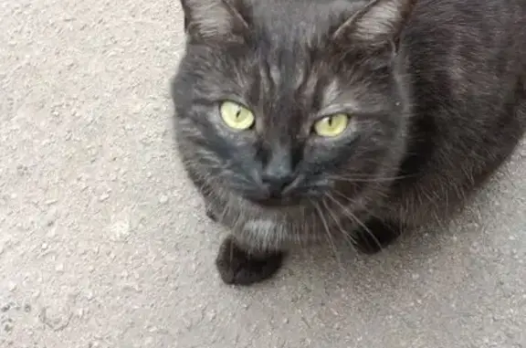 Кошка найдена, ул. 9 Января, 123, Воронеж