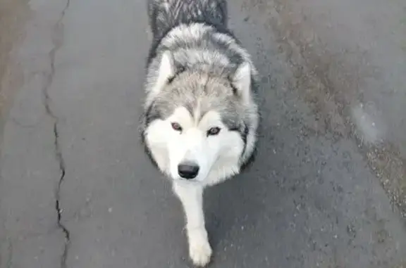 Найдена собака, 86К-226, Бесовец