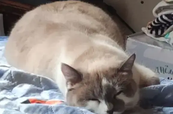 Кошки потеряшки, Вологодская область, фото: Потеряшка кошка, Ванеево, Вологодская обл.