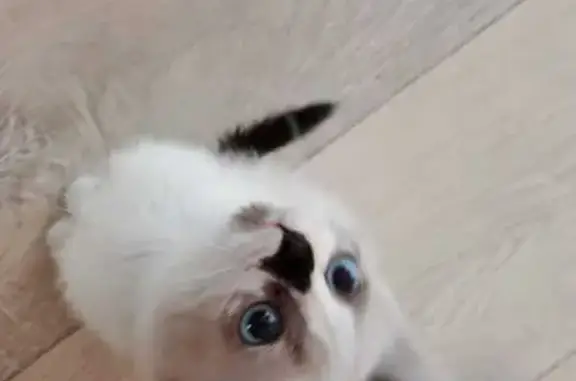 Пропала сиамская кошка, ул. Пушкина, Кулунда