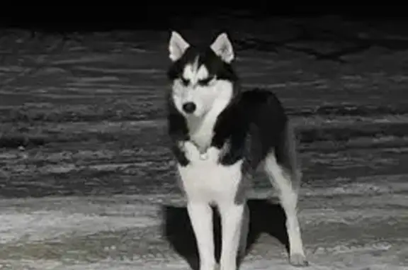 Найдена собака, Стрежевой, фото: Найдена хаски, Колтогорская ул., Стрежевой