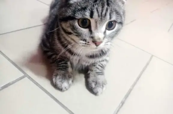 Кошка найдена на Новгородской 1А, Крск