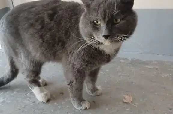 Кошка найдена на ул. Матроса Железняка