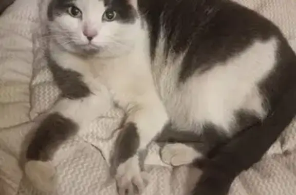 Найденные животные Казань, фото: Толстая кошка найдена, Амирхана 95, Казань