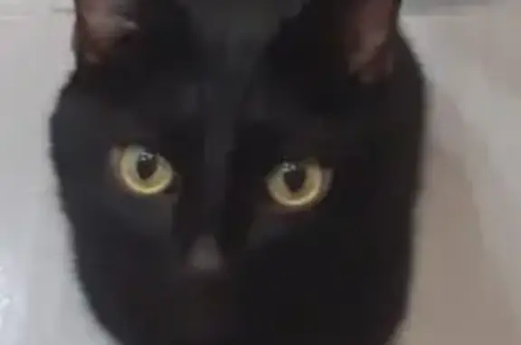 Кот найден на КСК, у школы №30, Чита