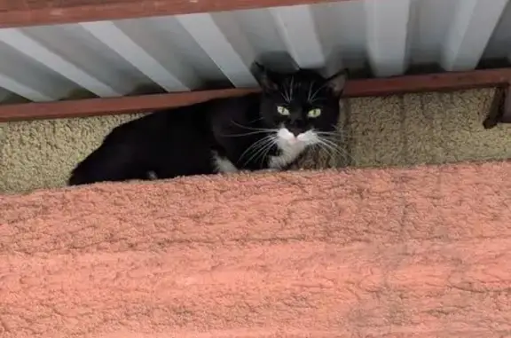 Найденные животные Находка, фото: Кошка найдена: ул. Пирогова, 8, Находка