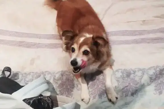 Собаки потеряшки, Яровое, фото: Потеряшка собака, ул. Мира 20, Яровое