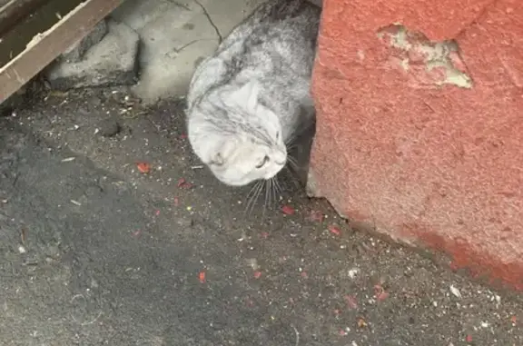 Найдена кошка, Химки, фото: Кошка найдена на Московской 19/2, Химки