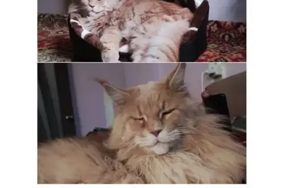 Кошки потеряшки, Уссурийск, фото: Потеряшка кошка, Володарского 3, Уссурийск