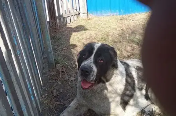 Найдена собака, Омск, фото: Алабай найден: 17-я Рабочая, 91А, Омск