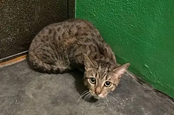 Кошка найдена: ул. Волкова, 2, Киров