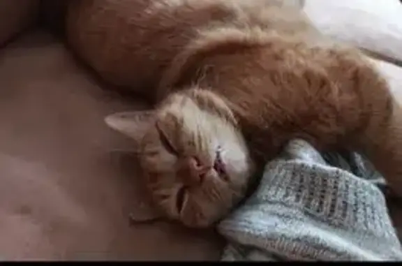 Кошки потеряшки, Российский, фото: Потеряшка рыжая кошка, Тенистая ул., 7