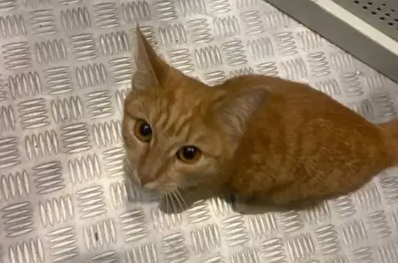 Кошка найдена: Харьковская 8, Оренбург